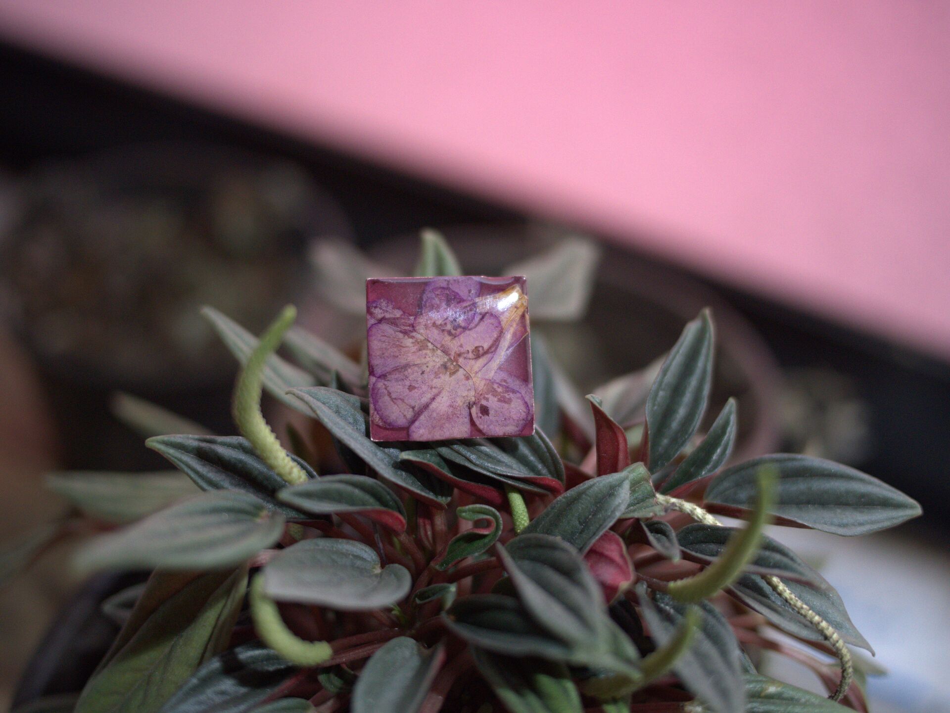 Eco rosado